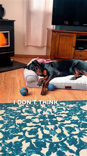 Put on this earth for his personality, not productivity 😌🔥💤 #HardAtRest #dogs