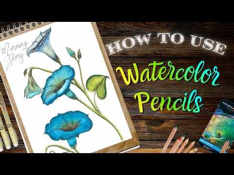 Watercolor Pencils for Beginners Step-by-Step Tutorial - How I paint flowers with watercolor pencils
