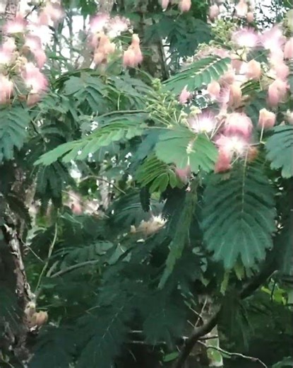 Mimosa Tree Benefits: Natural Support for Stress, Sleep, and Mood