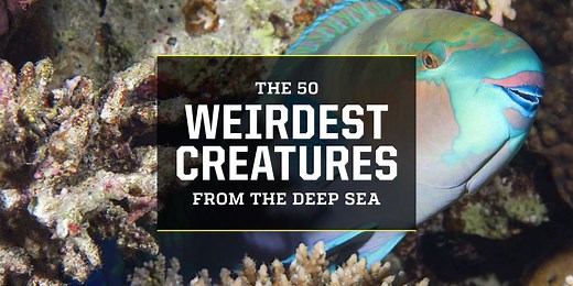 These Are the 50 Weirdest Deep Sea Creatures Lurking Beneath the Waves