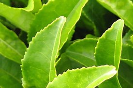 L-Theanine - Education and Overview - 88Herbs