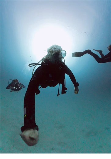 ig: @albertoviez | la verdad no me esperaba encontrarme con una tortuga con un pulpo en la cabeza, pero fue increíble #diving #scuba #buceo #seaturtle #oceano