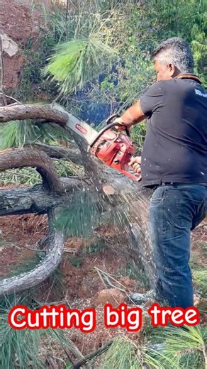 #nature Massive Tree Crashes Onto Road After Storm 😱 | Extreme Cleanup