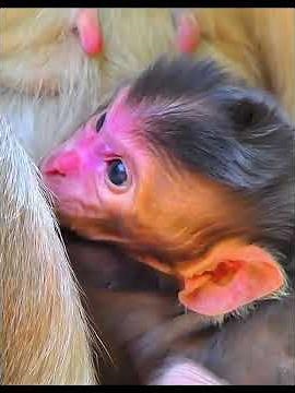 Lovely Newborn Baby Monkey Moments, AW #wildlifeentertainment #babymonkeys #entertaininganimals