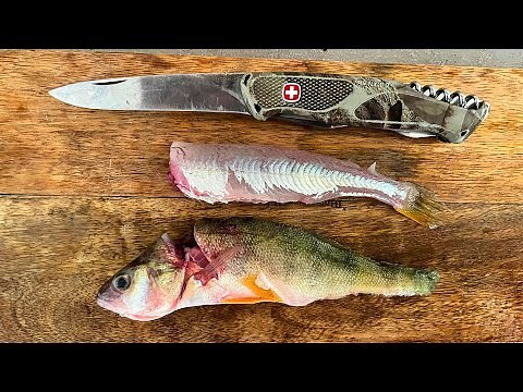 Secret technique for preparing perch fillets in 14 seconds (Catch, Clean, Cook).