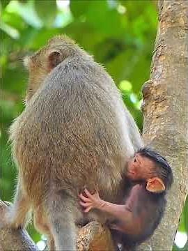 Adorable Tiny Baby Monkey Trying To Hug Mom #entertaininganimals #babymonkeys #wildlifeentertainment