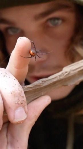 This Is One of Australia’s Deadliest Spiders