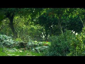 Forest Dream - Joseph Jacobs