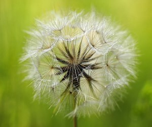 Structure of a Seed Facts for Kids