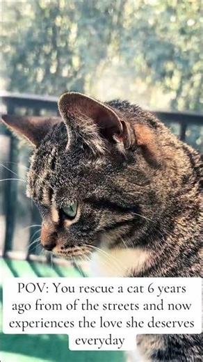 Follow us the Skool app! Link in bio! #cat #catsofyoutube #catvideos #cats #catshorts #catlife