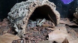 Bitis nasicornis feeding #bitis #bitisnasicornis #viper #venomoussnakesofinstagram | Reptile Garden