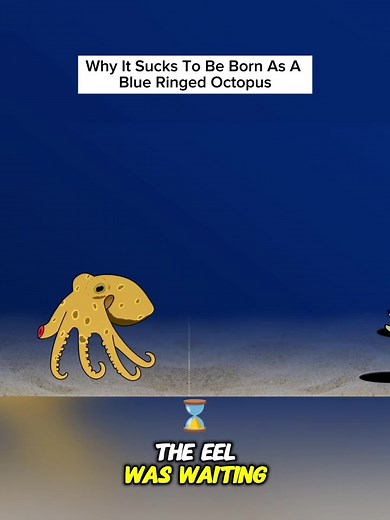 Life Cycle of the Blue Ringed Octopus Explained