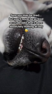 "Sunday is the day of rest" -Roman #englishlabrador #lab #labrador #labradorretriever #englishlab #justagirlandherdog #bestie #agirlandherdog #labsofinsta #englishlabsofinsta #retriever #labradorsofinsta #retrieversofinsta #whitelab #whitelabrador | Roman the English Lab