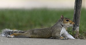 Pooping, splooting, spitting: How wild animals beat the heat