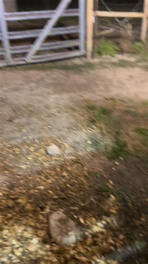 Breakfast with Gladys 19Oct25 #farmlife #calfsharing #dairycow #dairycalf | Marty Bush