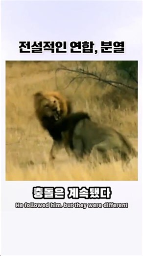 The Fall Begins | 몰락의 시작 | 전설이 된 사자 군단 MAPOGO