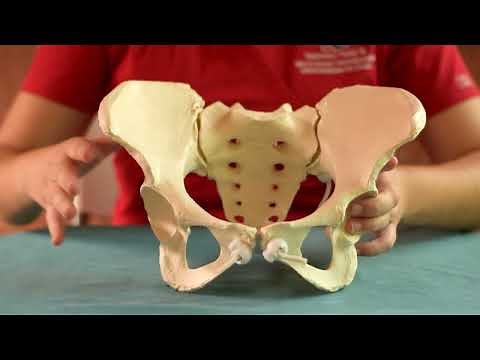 Anatomía de la Pelvis Obstetricia fisiológica II