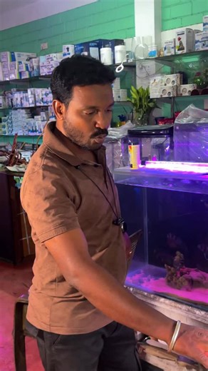 Aqua Paradise on Instagram: "Uncommon American Flag Fish 🇺🇸🐠 Now available at Aqua Paradise – Pondicherry ✨ #AmericanFlagFish #AquaParadise #Pondicherry #Puducherry #AquariumFish RareFish FishLovers AquariumLife"