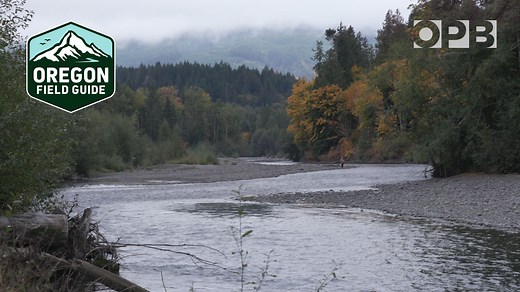 Rewilding the Elwha River