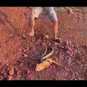 732K views · 10K reactions | Two Cats rescued by boys 梁❤️ | The Friendly Coaching Guy | Facebook