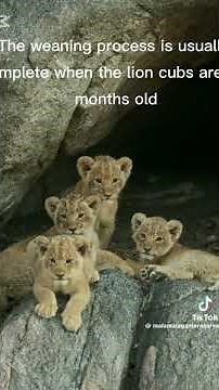 WILDLIFE DISCOVERY: The secret life of Lion Cubs |UNCOVERED| lion #lionslive #cubs