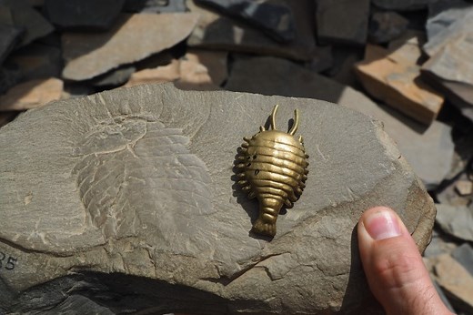 The Cambrian Explosion and the Burgess Shale - The Burgess Shale Geoscience Foundation