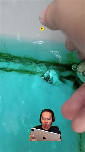 Understanding Redhead Fish Breeding