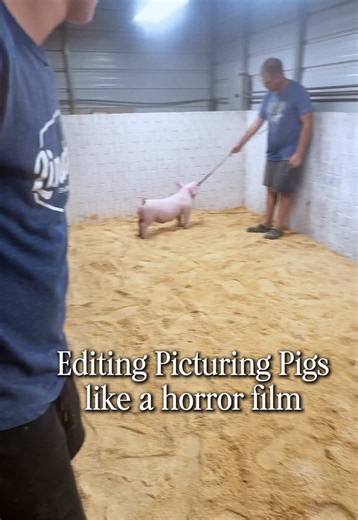 If you can get through picturing pigs together you will last for forever! #showpigs #horrorfilm #stockshowlife
