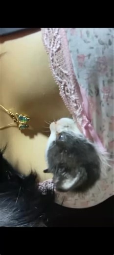 Understanding Feline Behavior Through TikTok Content