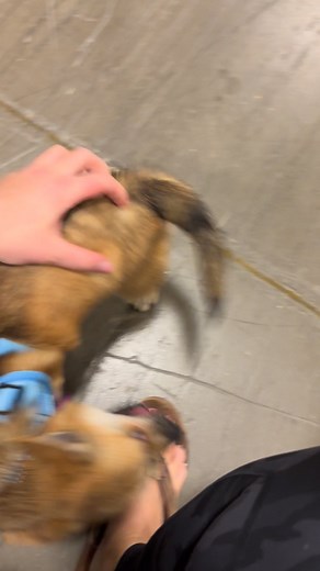 Adoptable Mick loves his booty tickled!! He is very loving and high energy 💜🐶 | Hampshire County Pet Adoption Program