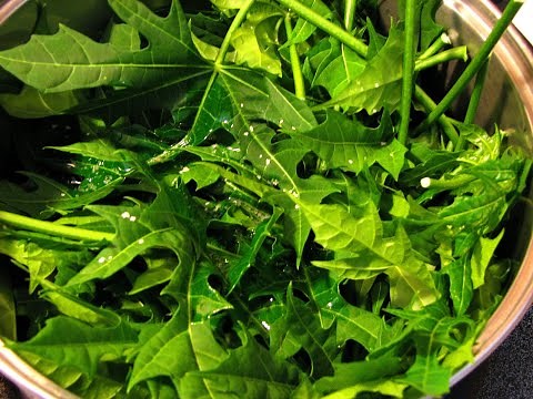 The great health benefits of chaya