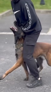 7 #k9 #tactical #dogstraining #tranding #dogsofttiktok #tacticaldogs #dog #k9k__9s.hd | K9 highlights