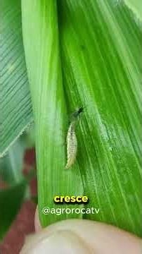 O BRASIL VIROU REFERÊNCIA MUNDIAL NO AGRO BIOLÓGICO! 🌱🔥