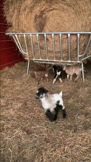 Baby Goats playing in Barn
