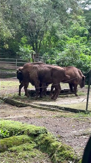 Bison kawin