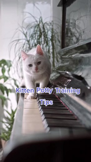 Potty Training Your Cat: Tips for Success