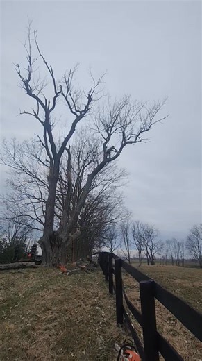 Good morning, dear friends. I'm from the tree and landscaping company called Loaeza Trees Services Landscaping. If you're looking for a company to cut or trim trees or for other landscaping services, you can call or text me at 859-509-7713 so I can check out the job, discuss it with you, and give you an estimate. I'm available anytime. I'm located in Lexington, Kentucky. I'm insured and have over 17 years of experience doing this type of work, including tree removal, trimming, shaping, pruning, 