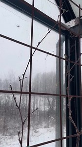 På en ung drueplante pleier jeg å gjøre litt annerledes enn med min etablerte. Jeg vil bygge opp en god grunnstruktur som gir ønsket estetikk i hagen eller drivhuset samt gir gode spisedruer. Her viser jeg hvordan det ble gjort denne gangen. #Druer #beskjæring #hage | Nya Liljedalen