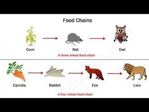 Class 4th Science Chapter 2 Ecosystem (Links of food chain)