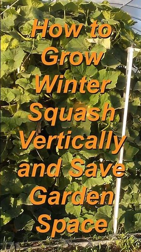 How to Grow Winter Squash Vertically and Save Garden Space #gardening #gardeningtips