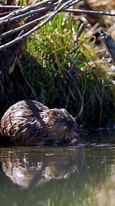 Muskrat video from the other day, down by the Bow River. Eating a mushroom? Or some other kind of plant or something. No stabilization, was just holding camera w/ a telephoto lens. Colour isn't great either (not log) :P Still learning Sony video. #Calgary #muskrat #animals #Alberta #Canada | CMcalgary