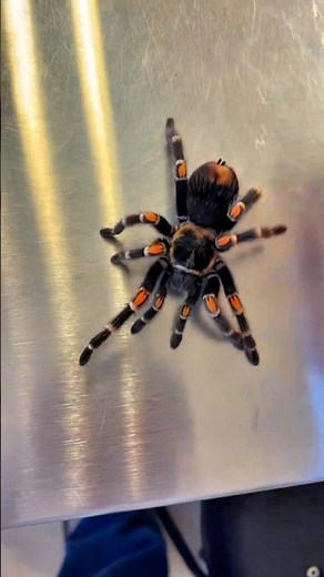 mexican redknee tarantula spider 🕷️#mexicanredkneetarantulaspider #mexicanspiders #spiderslife