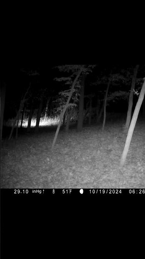 Coyote chasing down wounded deer #nature,#animals,#wildlife,#shorts,#subscribe