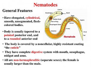 Nematodes - SlideServe