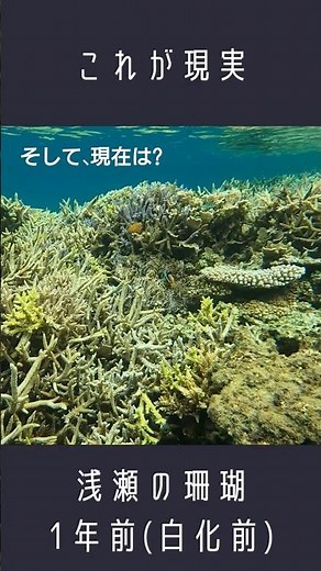 どうなる地球【白化現象 その後】海面水温上昇による珊瑚およびイソギンチャクの大規模白化が昨年の夏 今年我々が目にしたものは?