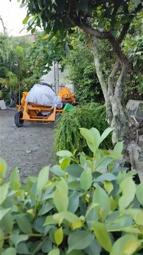BONSAI PLANTS #landscape