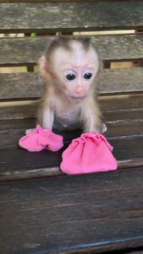Baby Monkey Rescue Foundation 🐵 #AnimalWelfare #AnimalRescue | Baby Monkey Rescue Foundation