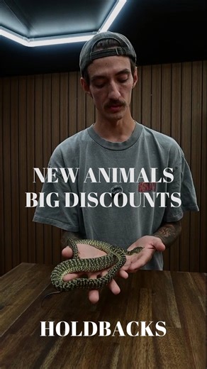 Royal Reptiles | Rumour has it there’s holdbacks available on the website tonight! Here’s a sneak peak 👀 | Instagram