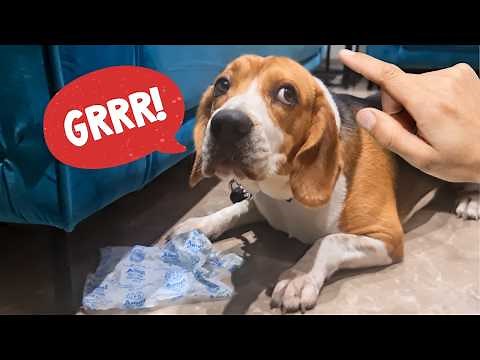 5 Ways to Prevent Aggression in Beagles (Before It Starts)