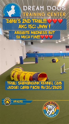 Danu’s second dog agility trial! We were so fortunate to have this amazing event locally this weekend. AKC ISC JWW 1. Next weekend we will have our first regular AKC trial, I guess I should start teaching her what a table obstacle is???🤪 #agility #dogagility #parsonrussellterrier | Brian McSweeney